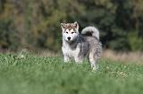 ALASKAN MALAMUTE 126